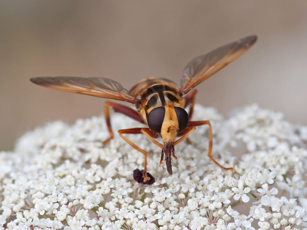 Milesia crabroniformis